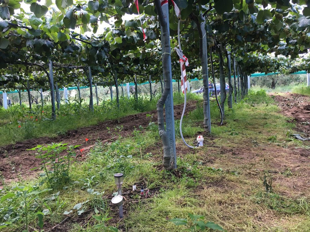 Foto 4. Actinidieto cultivar G3, Sito 2 in agro di Bernalda, impiantato nel 2013 ed allevato a tendone con sesto d’impianto 5 x 2