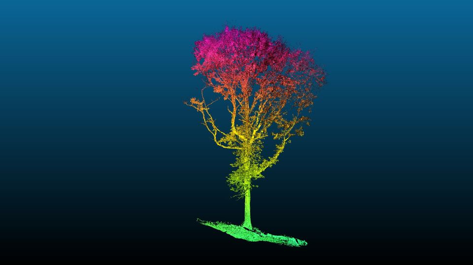 Figura 2. Esemplare di Quercus cerris L. isolato digitalmente dalla scansione TLS effettuata in località Monte Torretta nel comune di Pietragalla (PZ)