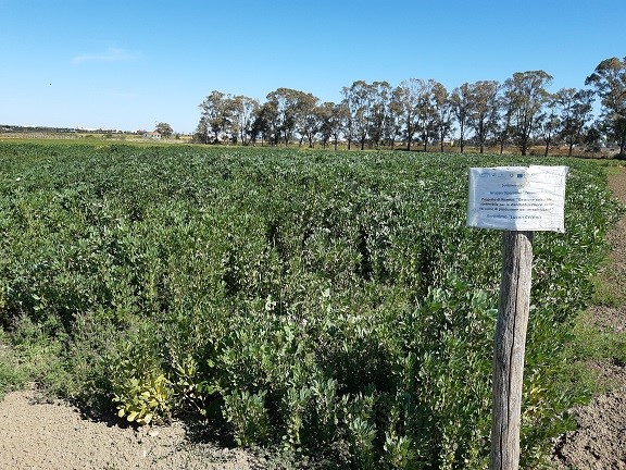 Figura 2. Foto del campo di favino da sovescio presso Metaponto (MT) al 16/04/2020