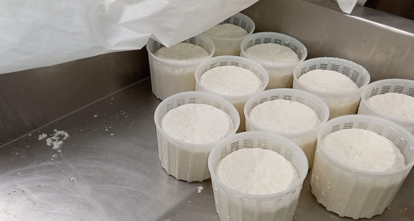 Figura 2. Formaggi nel cassone di stufatura