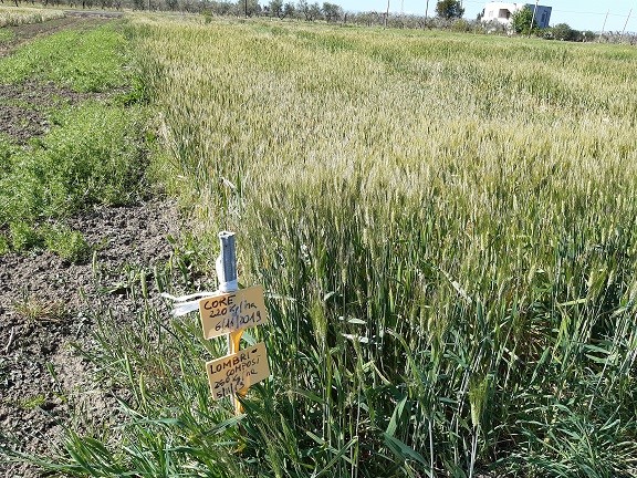 Figura 3. Foto del campo di frumento varietà CORE presso Metaponto (MT) al 16/04/2020