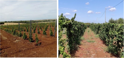 Figura 10. Campo di confronto dei portinnesti di vite (a sinistra immagine del 2020, a destra nel 2021). La varietà Aglianico del Vulture è stata innestata su 7 diversi portinnesti a diversa vigoria, cioè: 420A, 1103P, SO4, 110R, 779 P e Kober 5BB, M1, M2, M3 ed M4