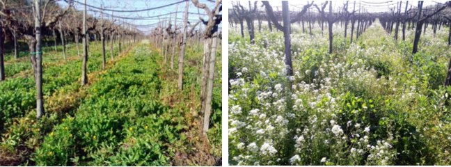 Figura 11. A sinistra: essenze spontanee in fiore in pieno inverno. A destra: fioritura di flora spontanea ad inizio primavera