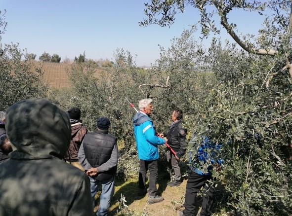 Figura 3. Momenti di una giornata dimostrativa in un oliveto tradizionale per la conversione della forma di allevamento verso quella a vaso policonico organizzata dal GO INNO_Olivo e Olio