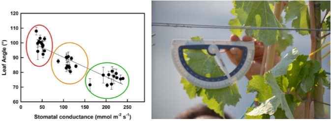 Figura 8. Relazione tra angolo fogliare e conduttanza stomatica. Le misure sono state raggruppate in cerchi di colore diverso in accordo a quanto proposto da Medrano et al. (2002). La zona in verde assenza di stress; zona in arancione stress moderato; zona in rosso stress severo (Ripreso da Nuzzo et al., 2022)
