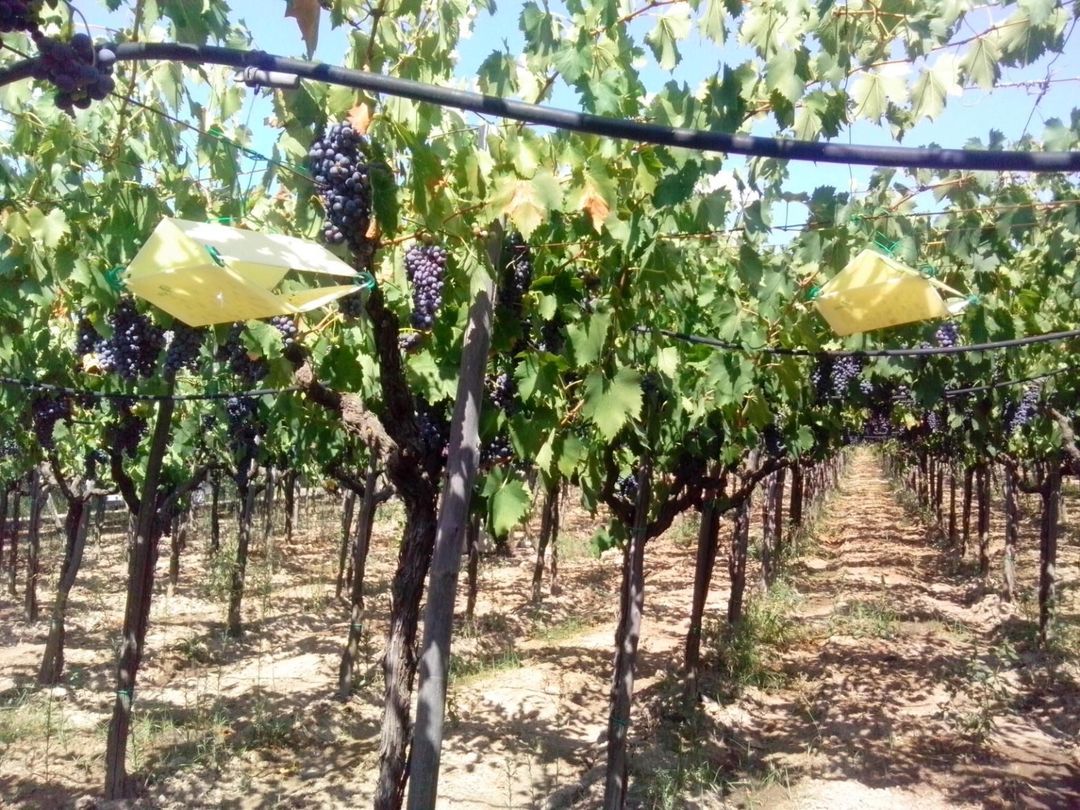 Figura 12. Trappola per il monitoraggio dei voli della Tignoletta della vite (fonte: Baldacchino Ferdinando)