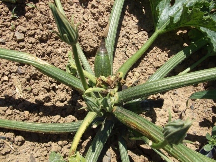 Figura 11. Erwinia amilovora su zucchino