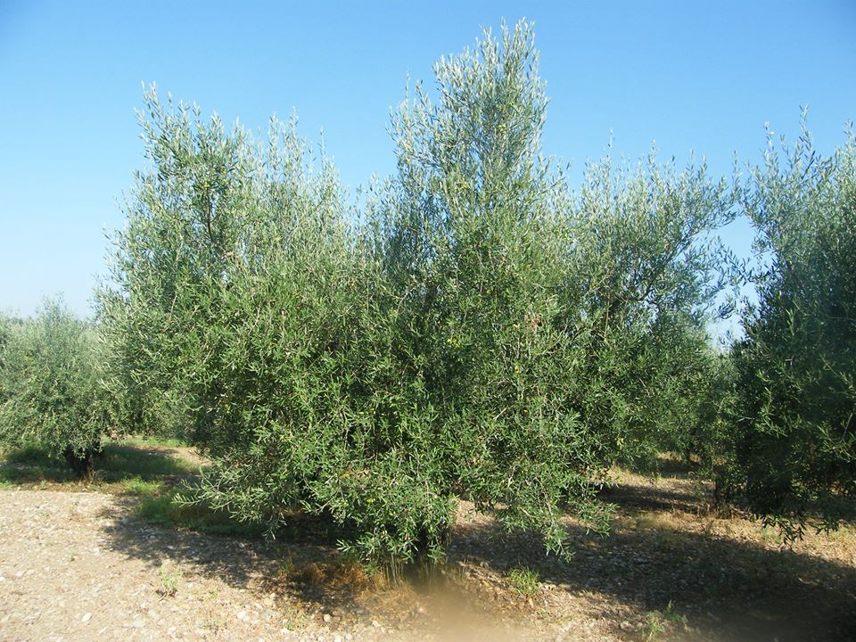 olivo allevato a vaso policonico