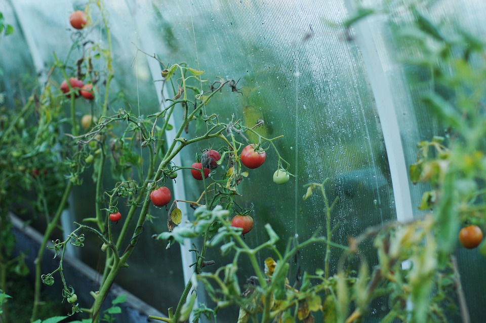 Pomodori coltivati in serra. Insieme ad altre colture mediterranee, saranno presenti nella struttura individuata in Turchia
