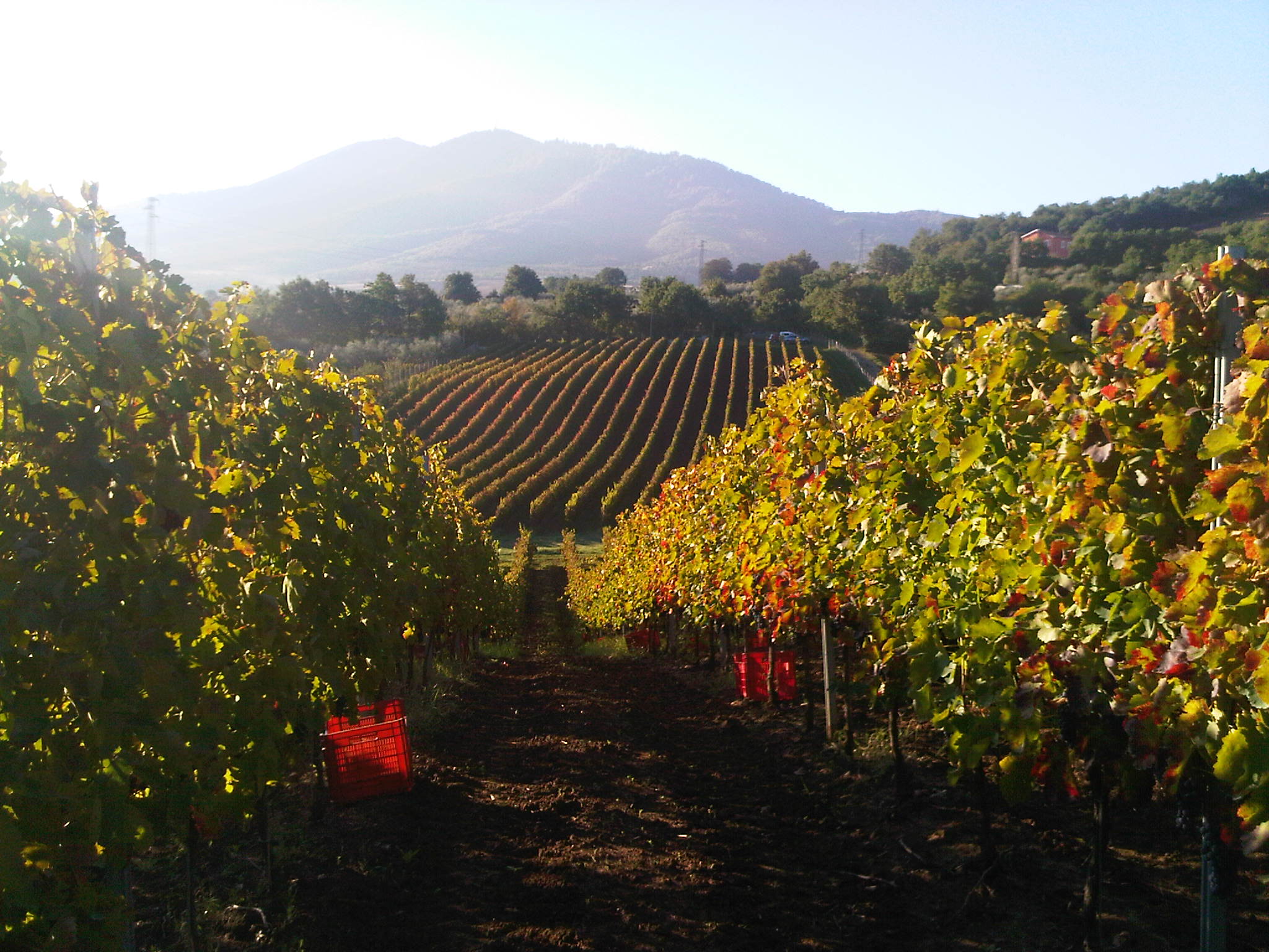 Una vigna di Aglianico del Vulture 