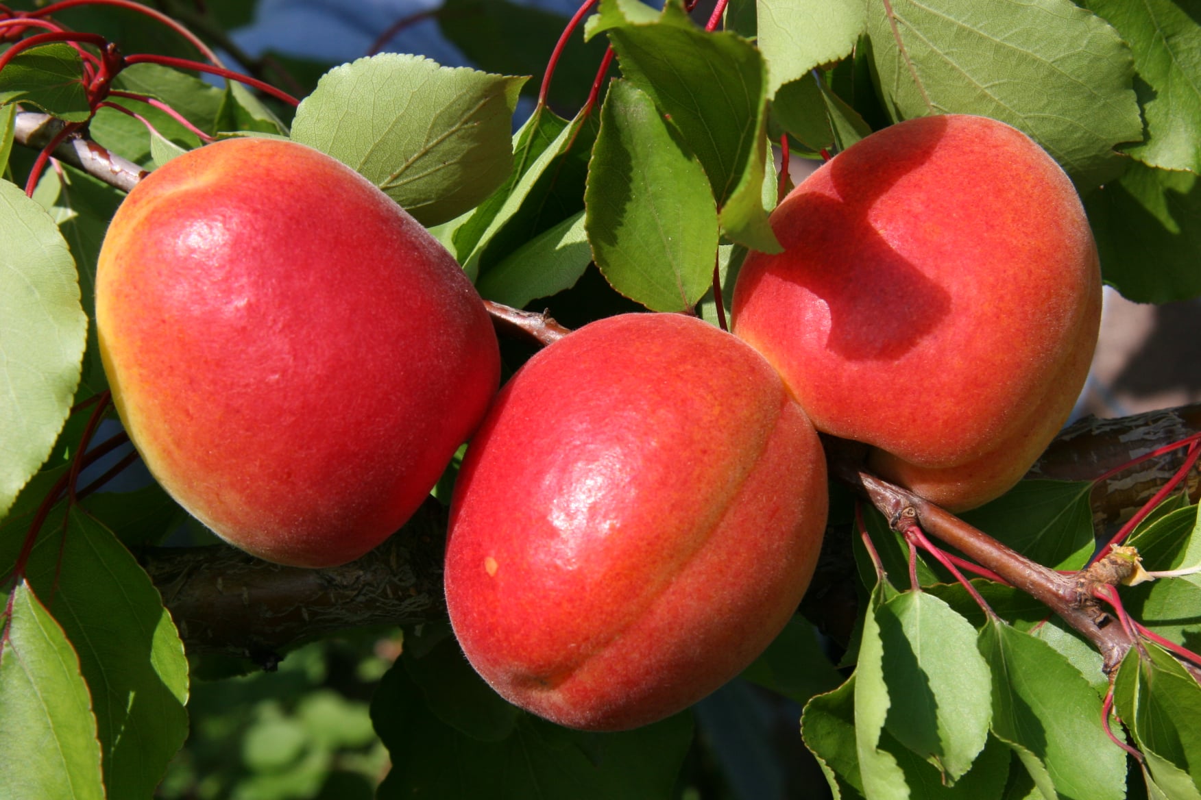Frutti di albicocco con caratteri pomologici moderni, sovraccolore, molto richiesti dal mercato didascalia.