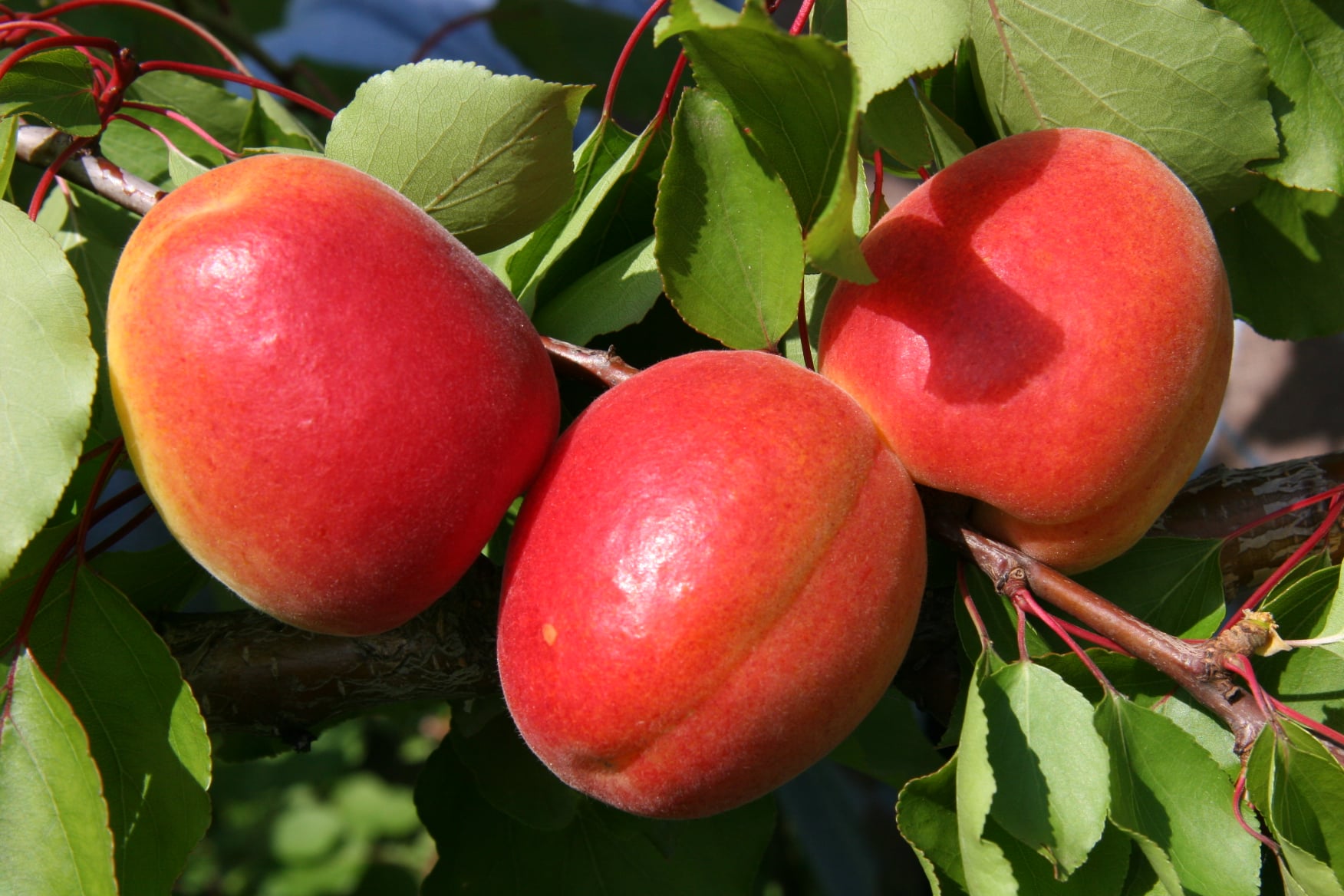 Frutti di albicocco con caratteri pomologici moderni, sovraccolore, molto richiesti dal mercato