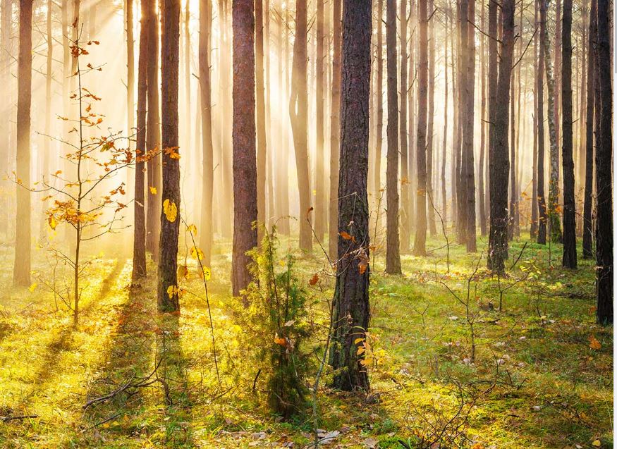 Il Parco Nazionale Appenino Lucano Val D'Agri Lagonegrese 