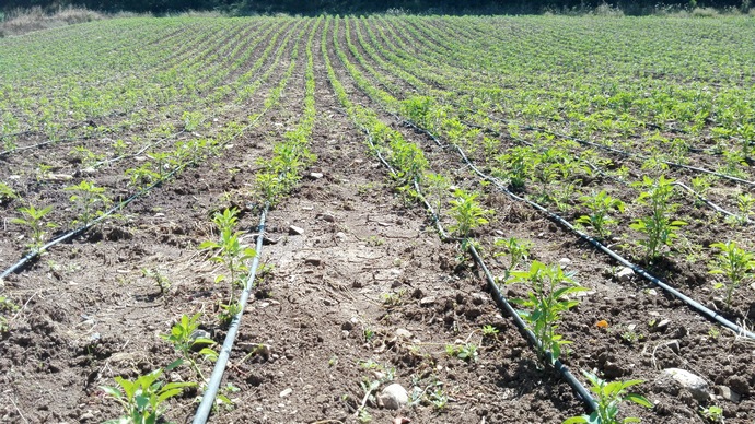 Piante di peperoncino con impianto di irrigazione a goccia