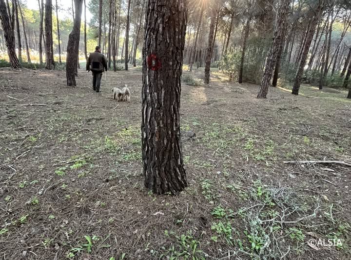 Area boscata jonica oggetto del decreto