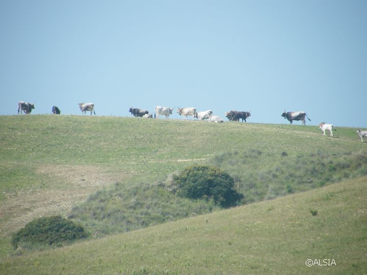 Vacche podoliche sulle colline lucane