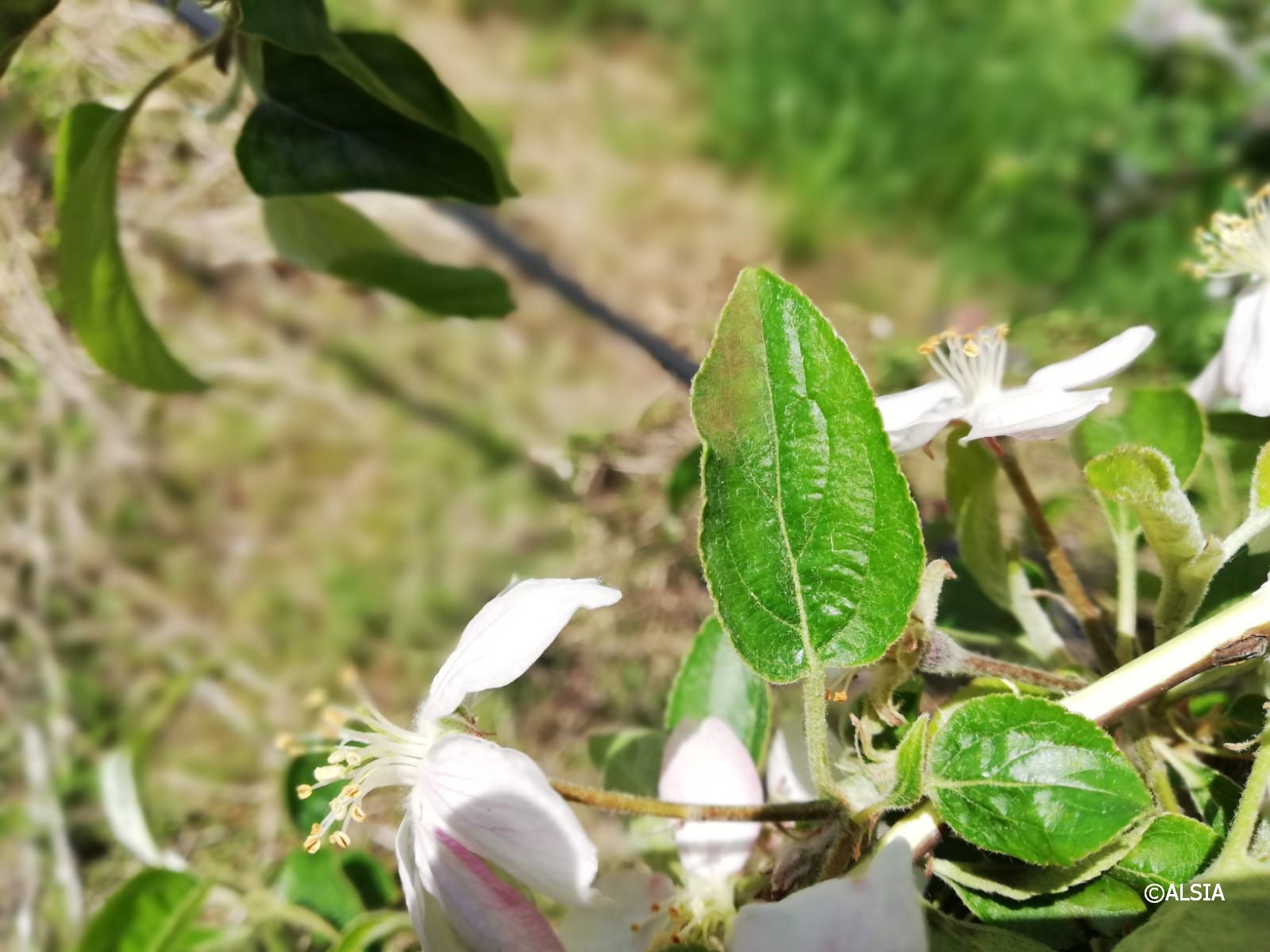 Primi sintomi di ticchiolatura su foglie di melo