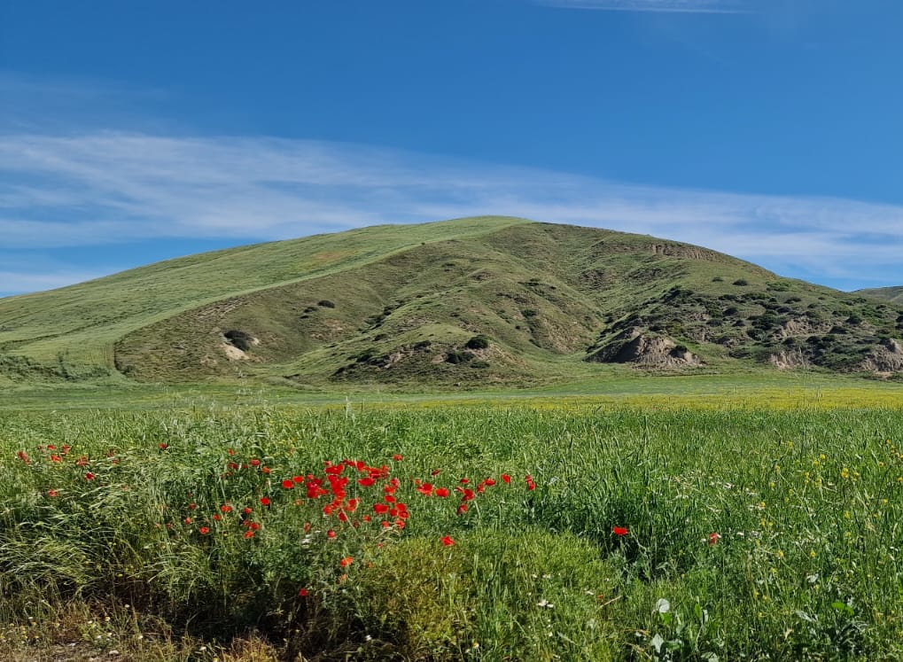 Campagna lucana (Irsina MT)