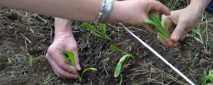 Sostenibilità in agricoltura. Il Crea e l'Università di Pisa hanno avviato un  questionario pubblico per comprendere il grado di  percezione su questo tema 