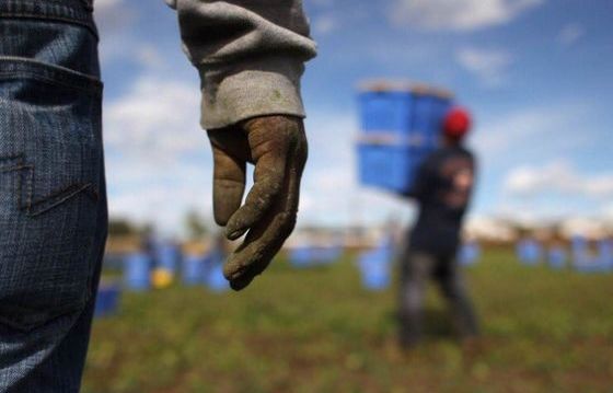 Braccianti al lavoro nei campi. L'Ue prevede il loro libero passaggio nei territori 