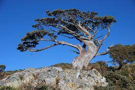 Il pino loricato, simbolo del Parco del Pollino