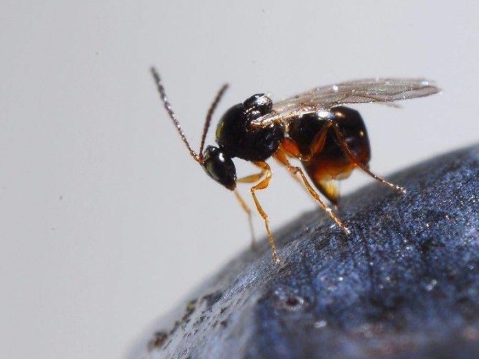 Un esemplare di  Drosophila Suzukii