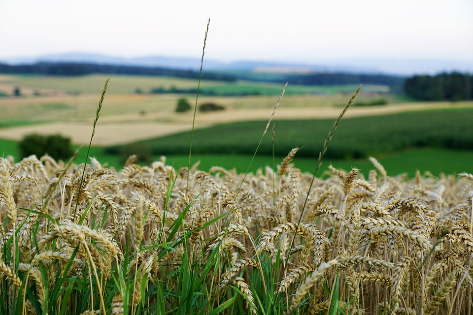 Coltivazioni di grano. Il valore sulle borse internazionali sta aumentando 