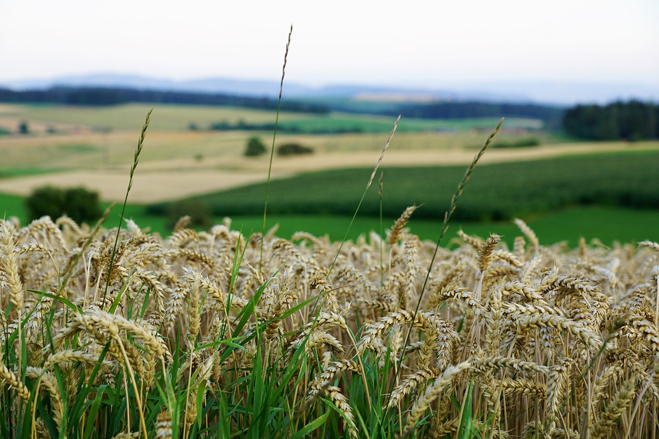 Nasce la Commissione unica nazionale del grano duro 