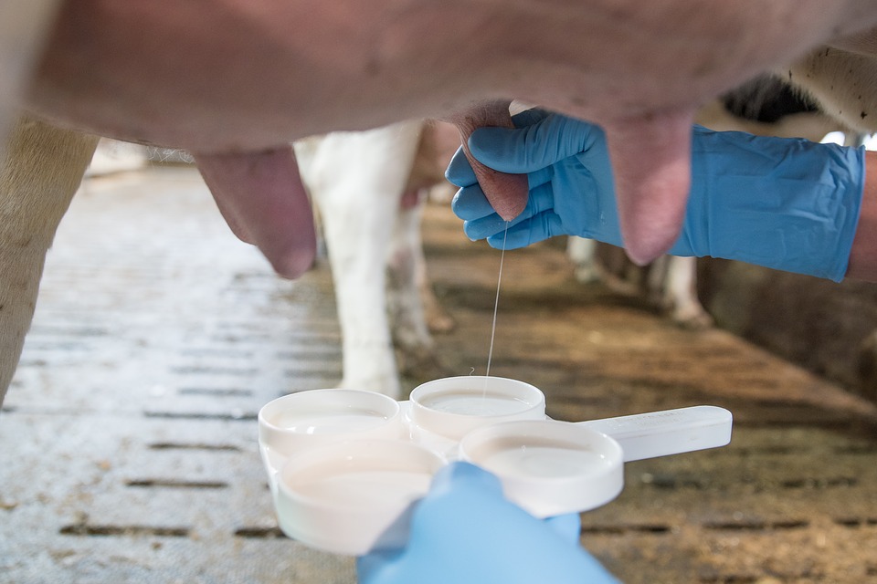 Produttori di latte di Coldiretti contro le speculazioni sul prezzo 