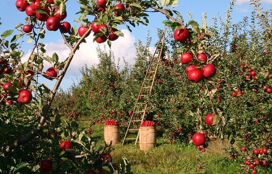I consumi di mele sono diminuiti secondo una ricerca del Crea sugli effetti del Covid19