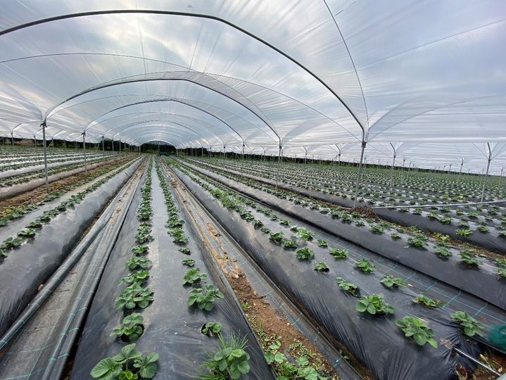 Coltivazione della fragola in ambiente protetto presso l’azienda “Donato Sabato”, Scanzano Jonico (MT)