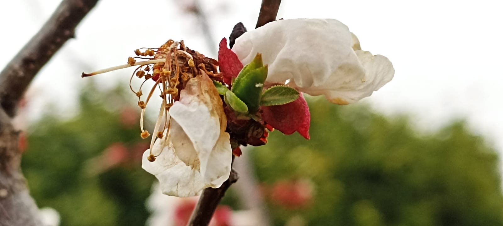 Fiore di albicocco con evidenti sintomi di monilia