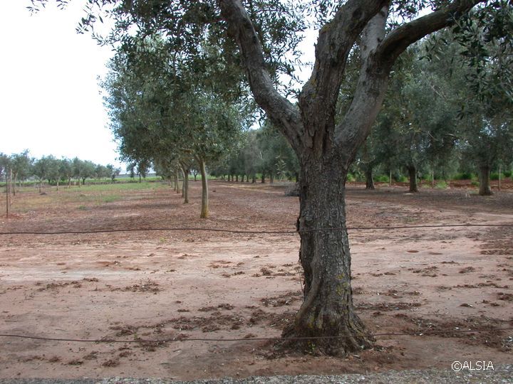 Filari di olivo su terreno pianeggainte