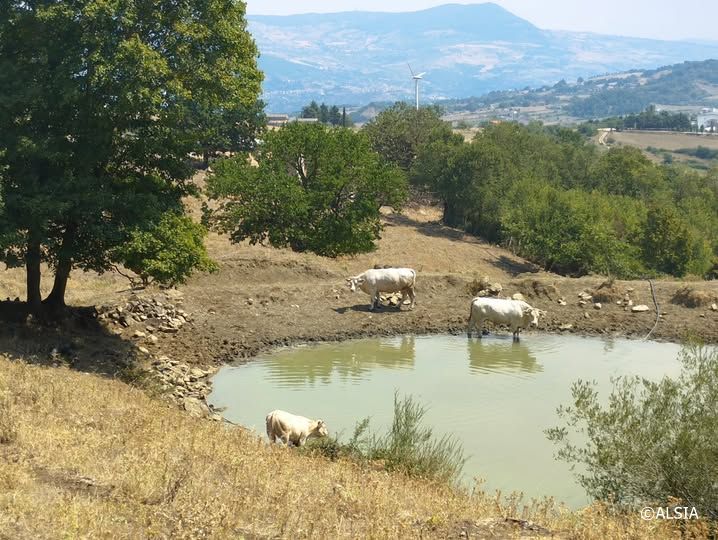 Vacche podoliche si dissetano in un laghetto artificiale
