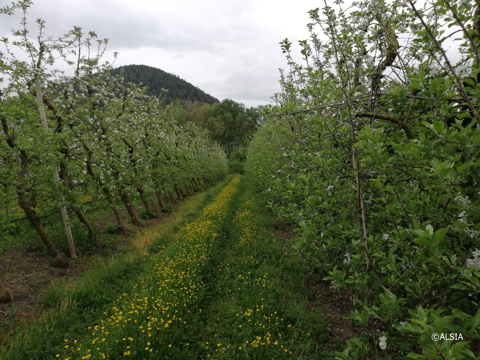 Meleto in fiore