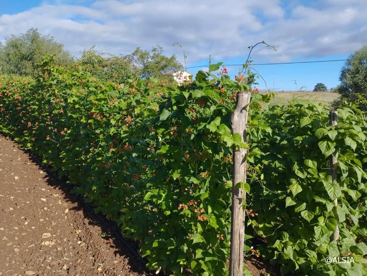 Coltivazione di fagiolo rampicante