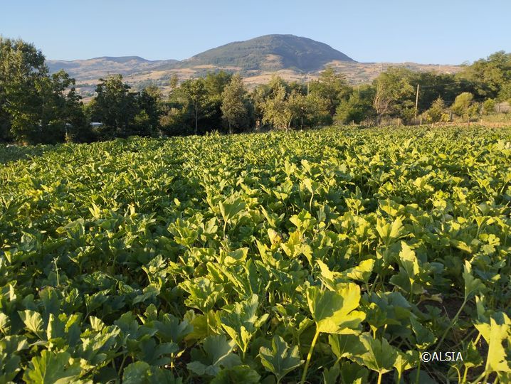 Campo di zucchini