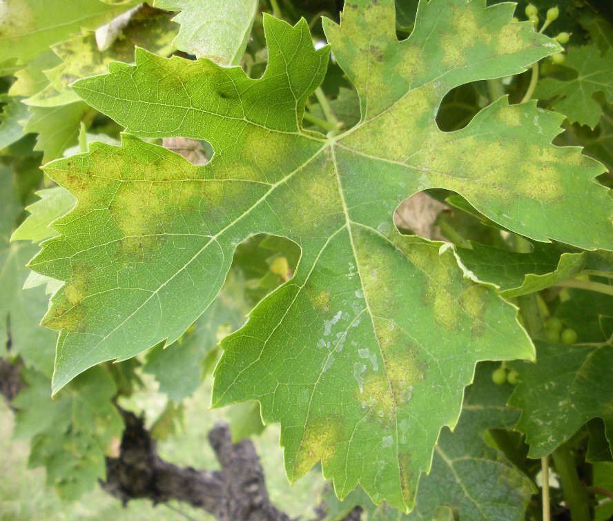 Peronospora su foglie di vite