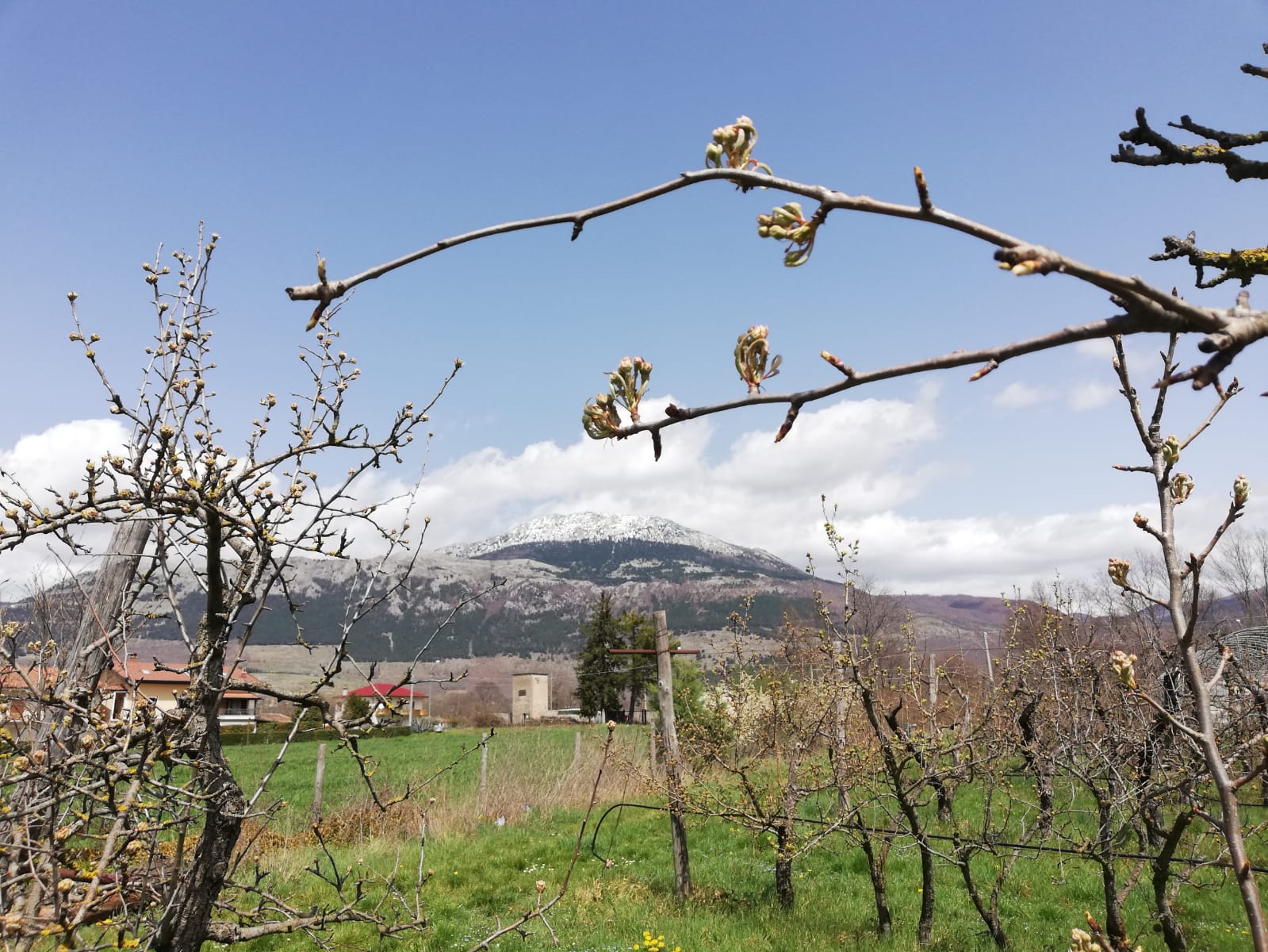 pero in Val D'Agri - fase dei mazzetti fiorali