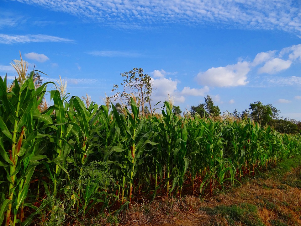 Aiuti dalla circolare Agea per le aziende della filiera di mais, cereali e soia 
