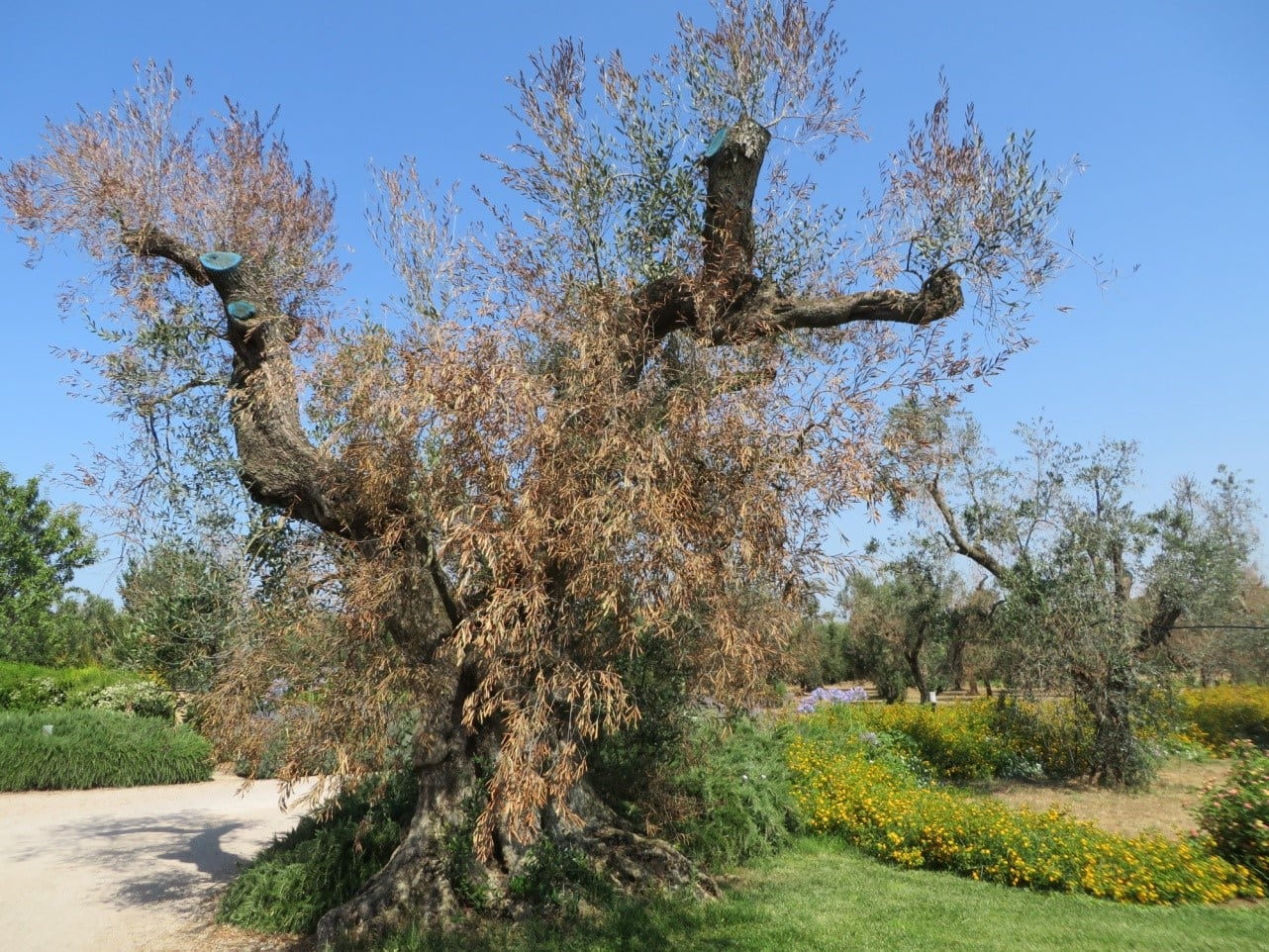 La difesa contro le malattie delle piante risale alla fine del 1700 e arriva fino alla battaglia contro la Xylella di oggi 