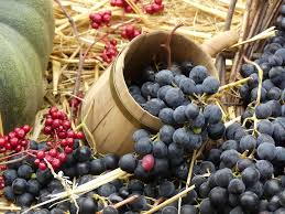 Il Mipaaf ha messo a punto un vademecum per i produttori vitivinicoli in vista dei controlli Icqrf