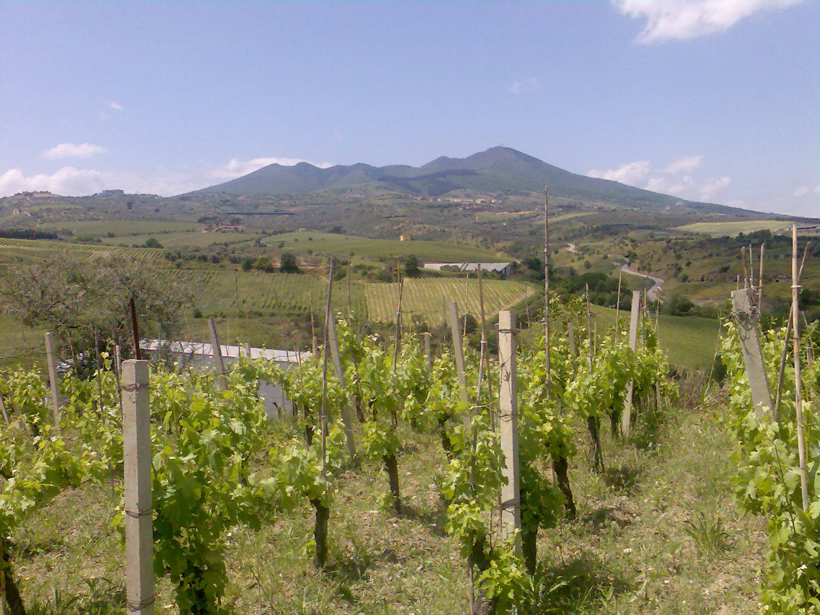 I residui della potatura di viti, olivi e alberi da frutto produrranno biocarburante.  Progetto del  Portogallo 