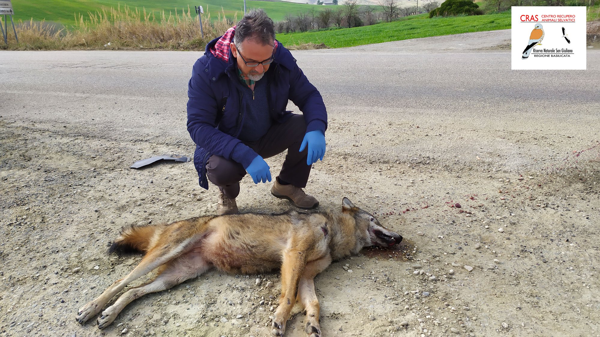 Il lupo investito sulla Matera Metaponto