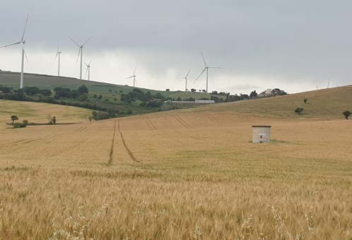 Particolare del campo sperimentale di 19 ha dell’Azienda cerealicola Masseria Lopinto di Melfi (Pz)