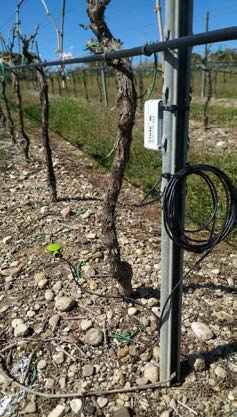 Profilatore interrato (di colore verde) per la misura della temperatura e dell’umidità a suolo fino a 60 cm di profondità, con passo di 10 cm, collegato al sistema di trasmissione locale, nel vigneto dell’Azienda agricola Petito di Miglionico (Mt)