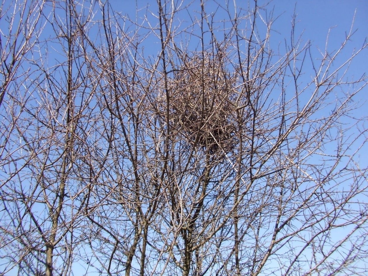 Il prugnolo è uno degli arbusti più utilizzati per la nidificazione grazie alla fittezza dei rami