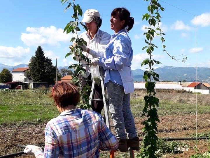 lavoratrici impegnate nella raccolta del luppolo del Pollino