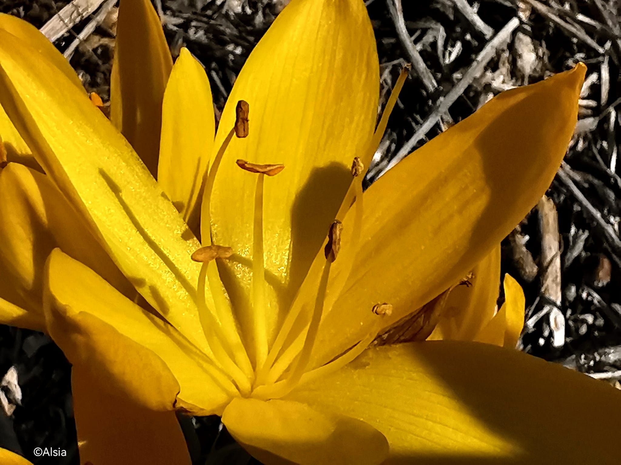 (nella foto, fioritura di Sternbergia clusiana - Matera, ottobre 2022)
