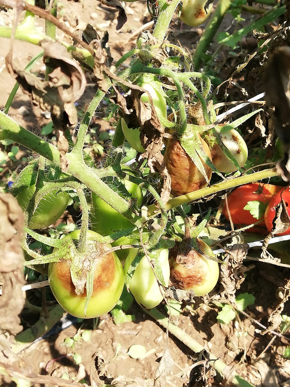 Peronospora su pomodoro